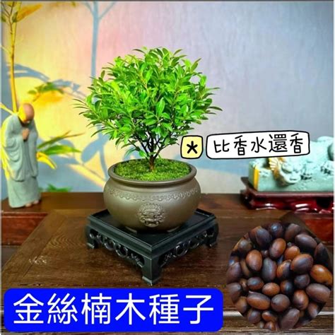 金絲楠木種植|金絲楠木種植的技巧！